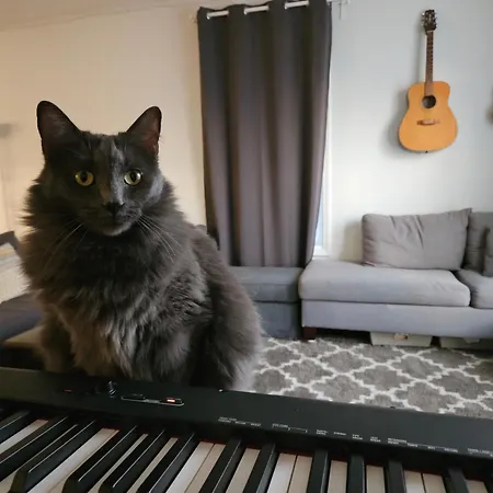 Homestay W Zuku The Cat - 10 Mins From Downtown, 20 From Airport Indianapolis Exterior photo