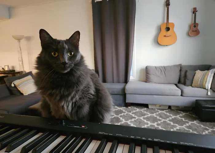 Homestay W Zuku The Cat - 10 Mins From Downtown, 20 From Airport