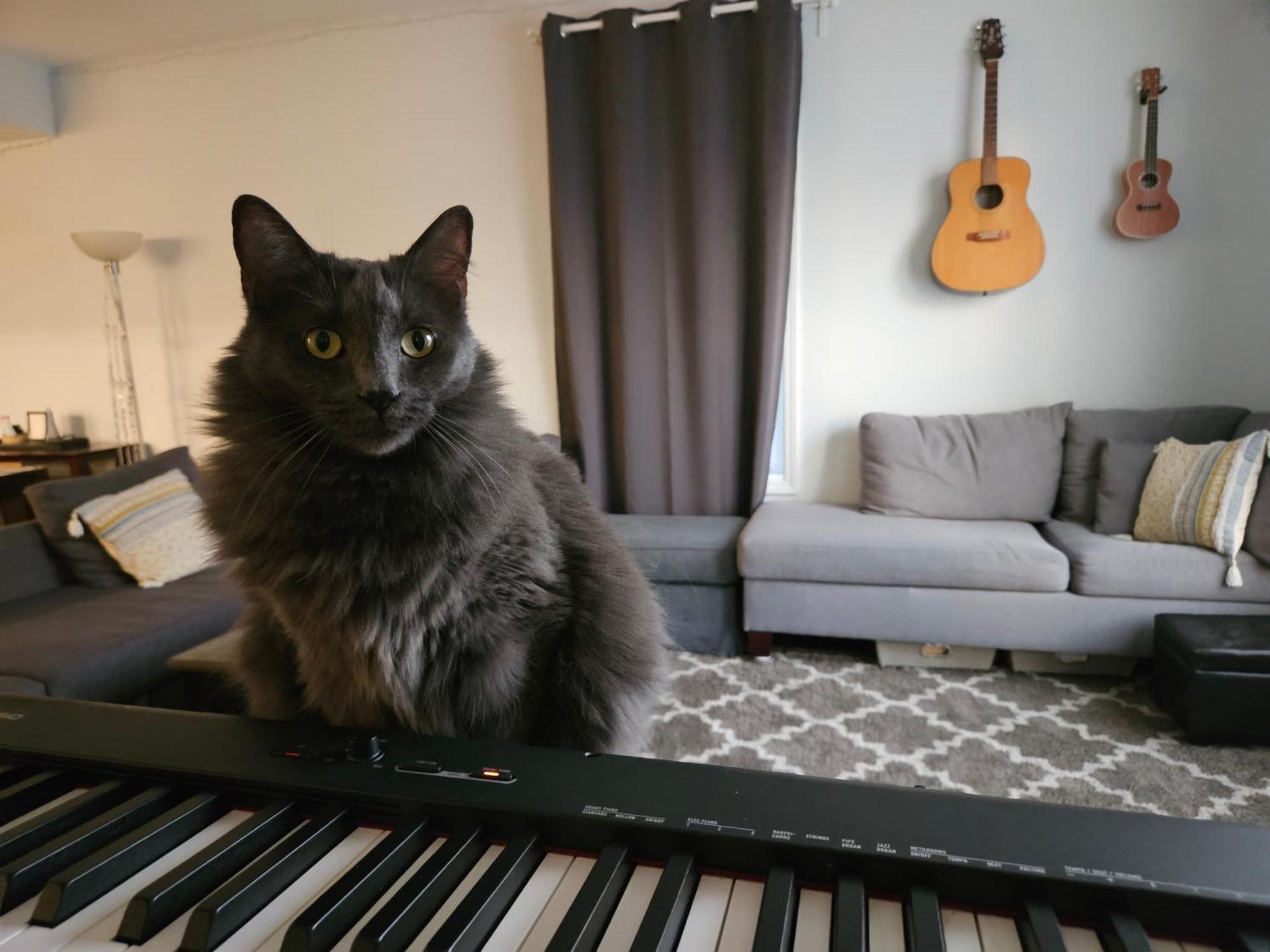 Séjour chez l'habitant W Zuku The Cat - 10 Mins From Downtown, 20 From Airport *